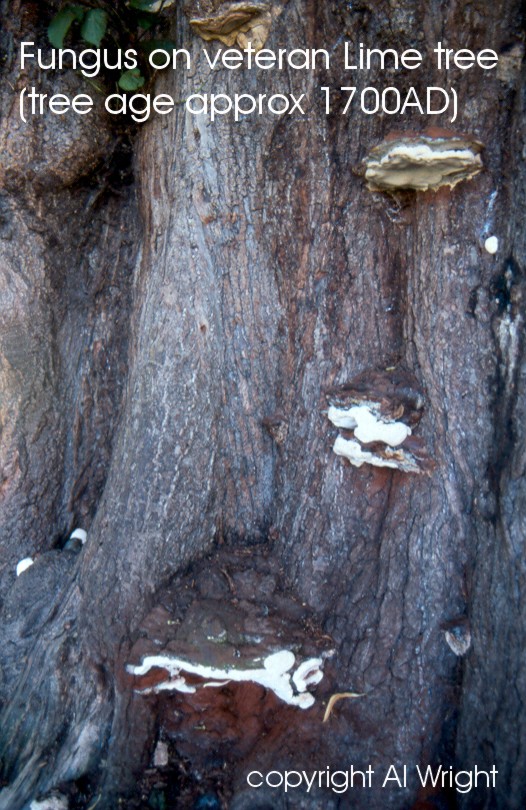 Fungus on veteran lime tree